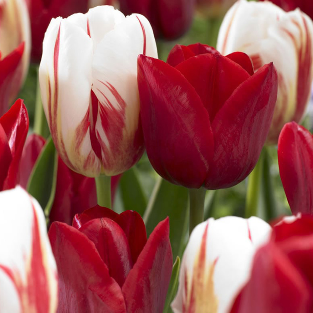 Wilko Autumn Bulbs Tulips Mix Red/White 1kg Image 1