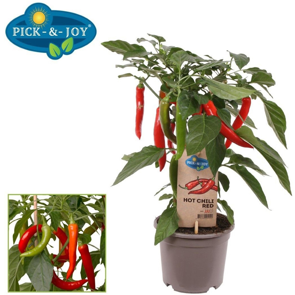 Pick-and-Joy Vegetable Mix Potted Plant Image 3