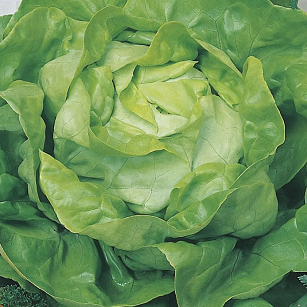 Johnsons Lettuce All the Year Round Seeds Image 2
