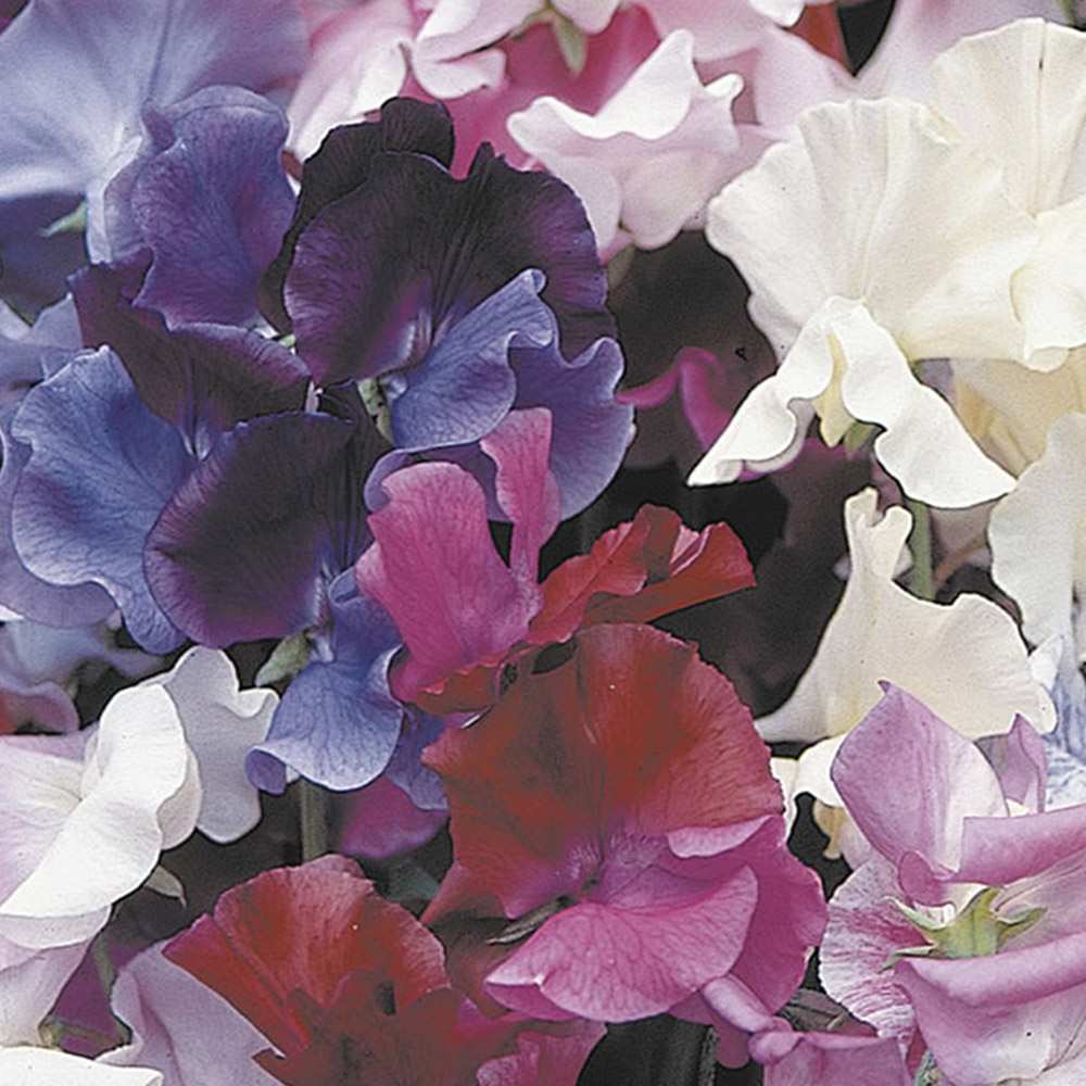 Johnsons Sweet Pea Horizon Mix Flower Seeds Image 2