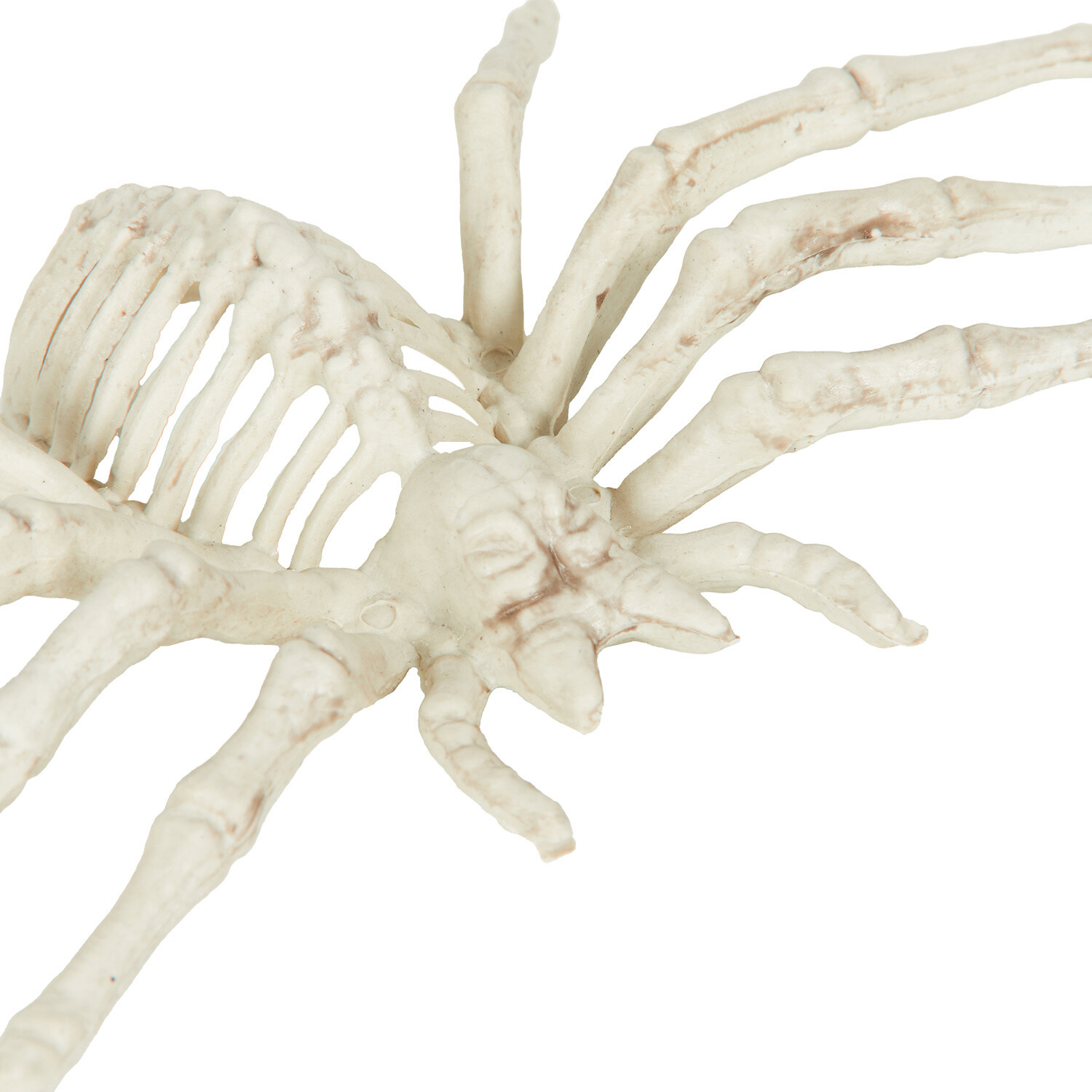 Skeleton Spider White Image 3