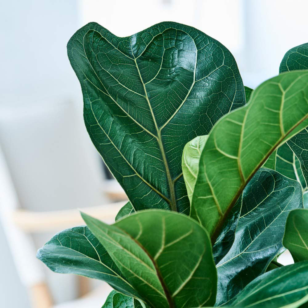 Thompson and Morgan Ficus Lyrata Compacta Fiddle Leaf Fig Plant Pot 9cm 3 Pack Image 4