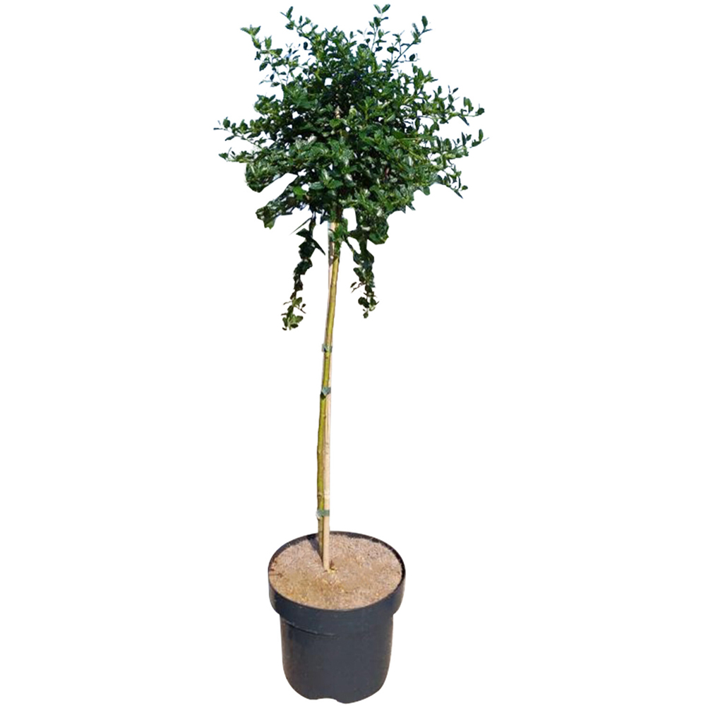 Ceanothus Mix on Stem Plant Image