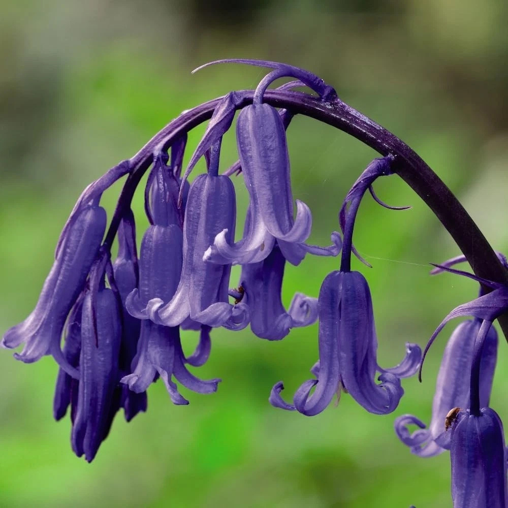 Thompson and Morgan English Bluebell Hyacinthoides Non-Scripta Autumn Planting Bulb 16 Pack Image 1