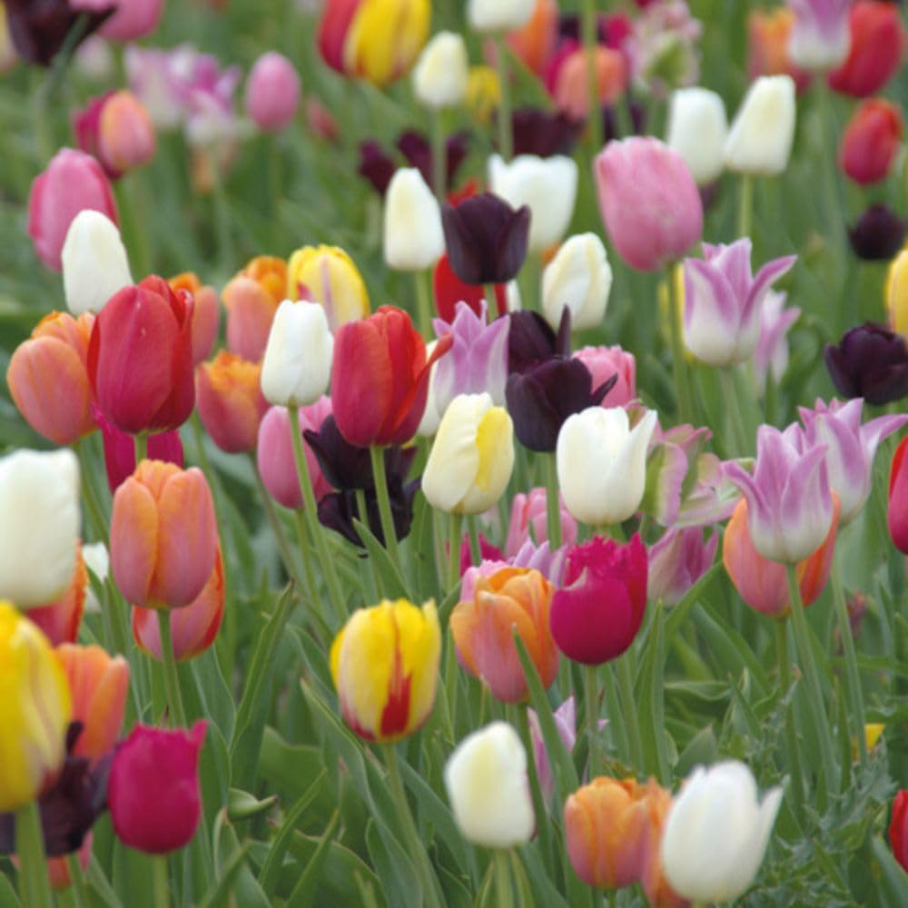 Thompson and Morgan Tulip Miniature Everlasting Mix Planting Bulb 8 Pack Image 1