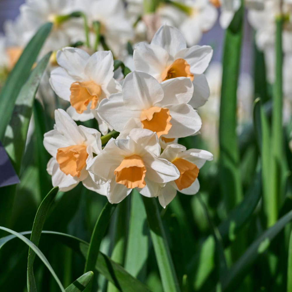 Thompson and Morgan Narcissus Kapiti Peach Bulbs 20 Pack Image 2