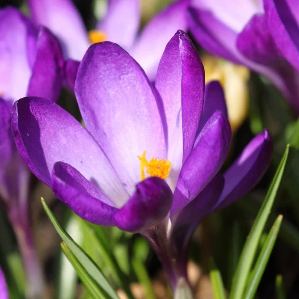 Thompson and Morgan Crocus Ruby Giant Planting Bulb 80 Pack Image 1