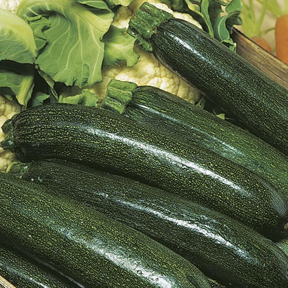 Wilko Courgette Astia F1 Seeds Image 2