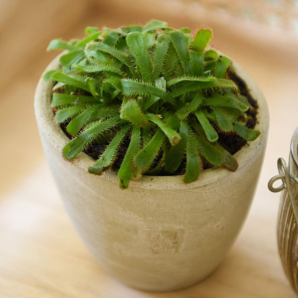 Thompson and Morgan Drosera Aliciae Plant Pot 9cm 2 Pack Image 1
