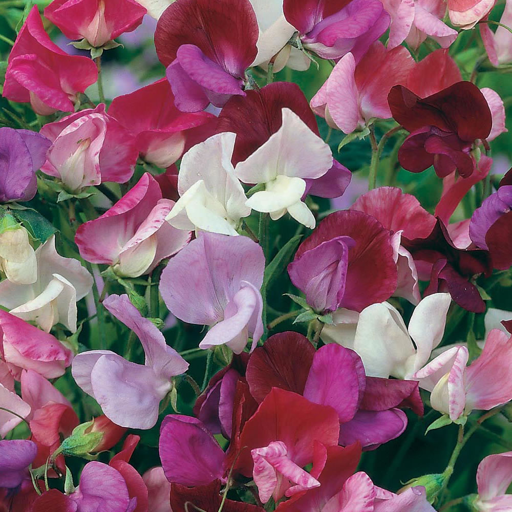 Wilko Sweet Pea Old Fashioned Mixed Seeds Image 1