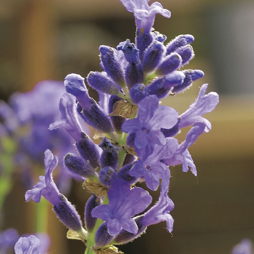 Wilko Lavender Munstead Strain Seeds Image 2