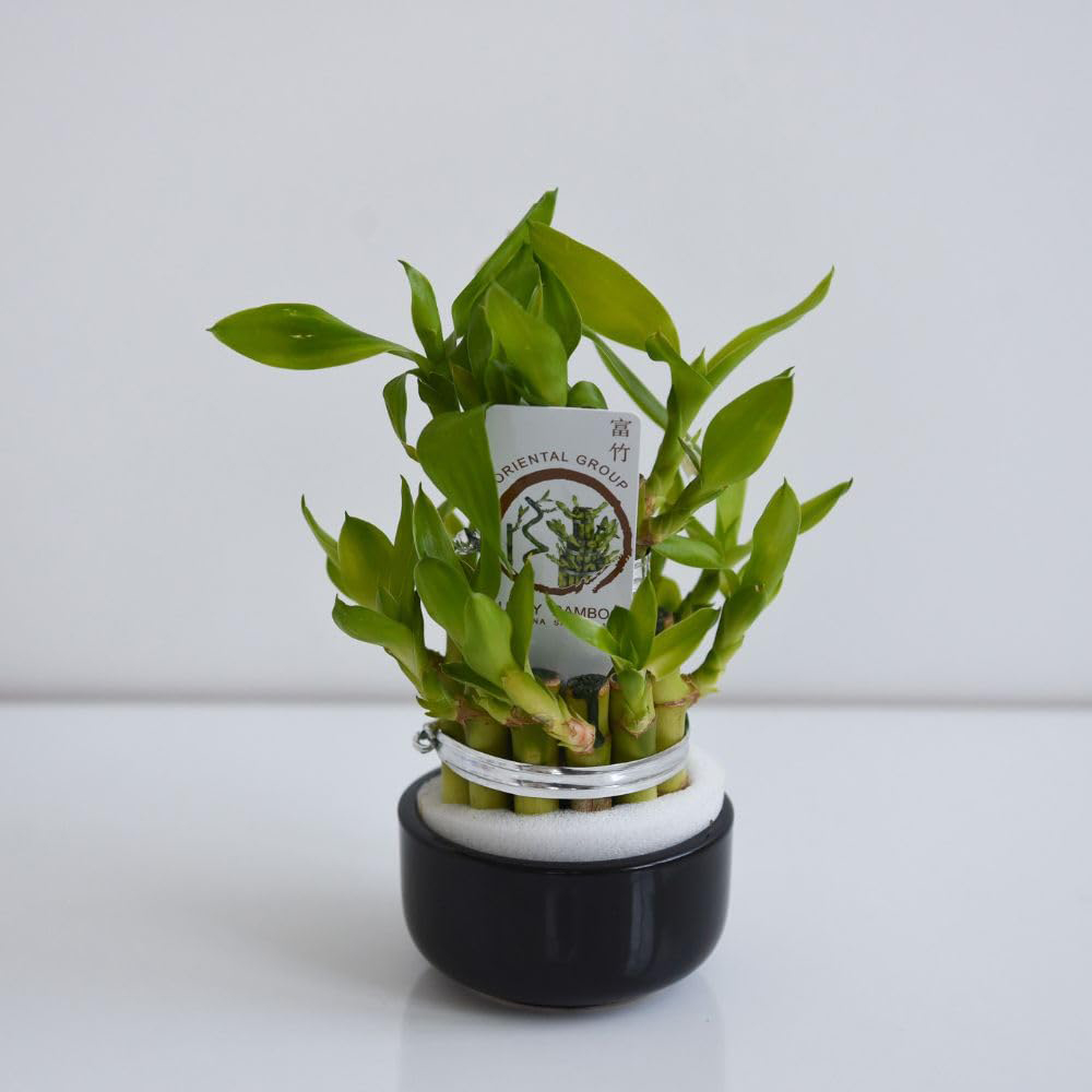 Thompson and Morgan 3 Level Dracaena Sanderiana Lucky Bamboo Plant Pot 10cm 2 Pack Image 5