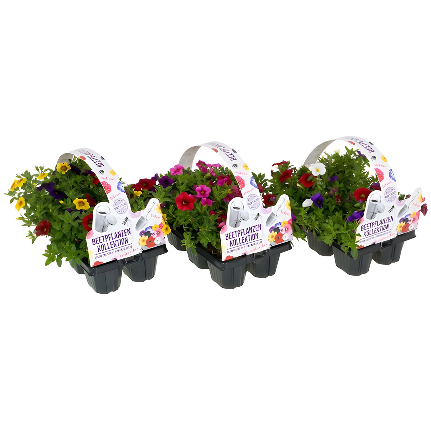 Pack of 6 Festival Calibrachoa Mix Image
