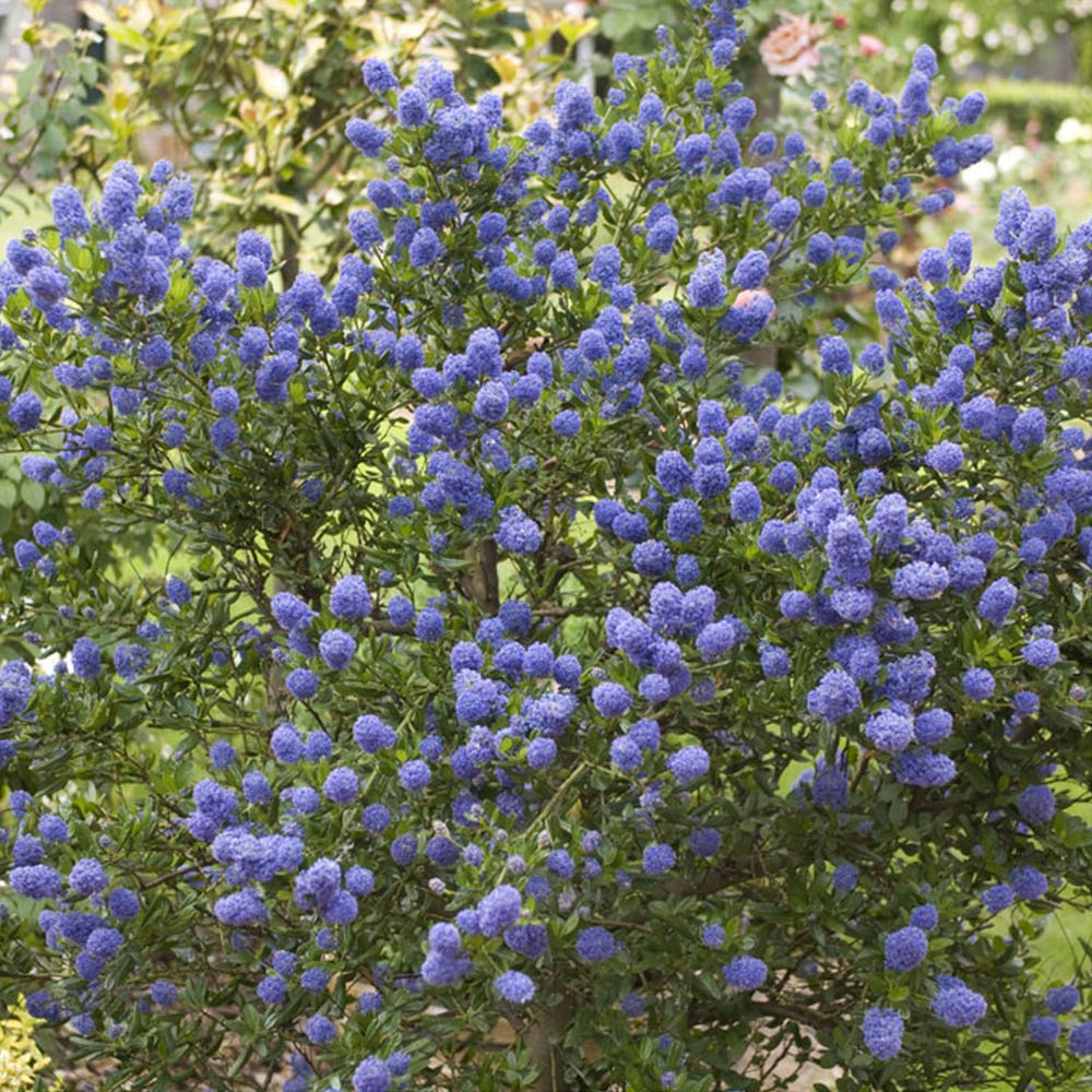 wilko Ceanothus Standard Californian Lilac 80-90cm Image 2