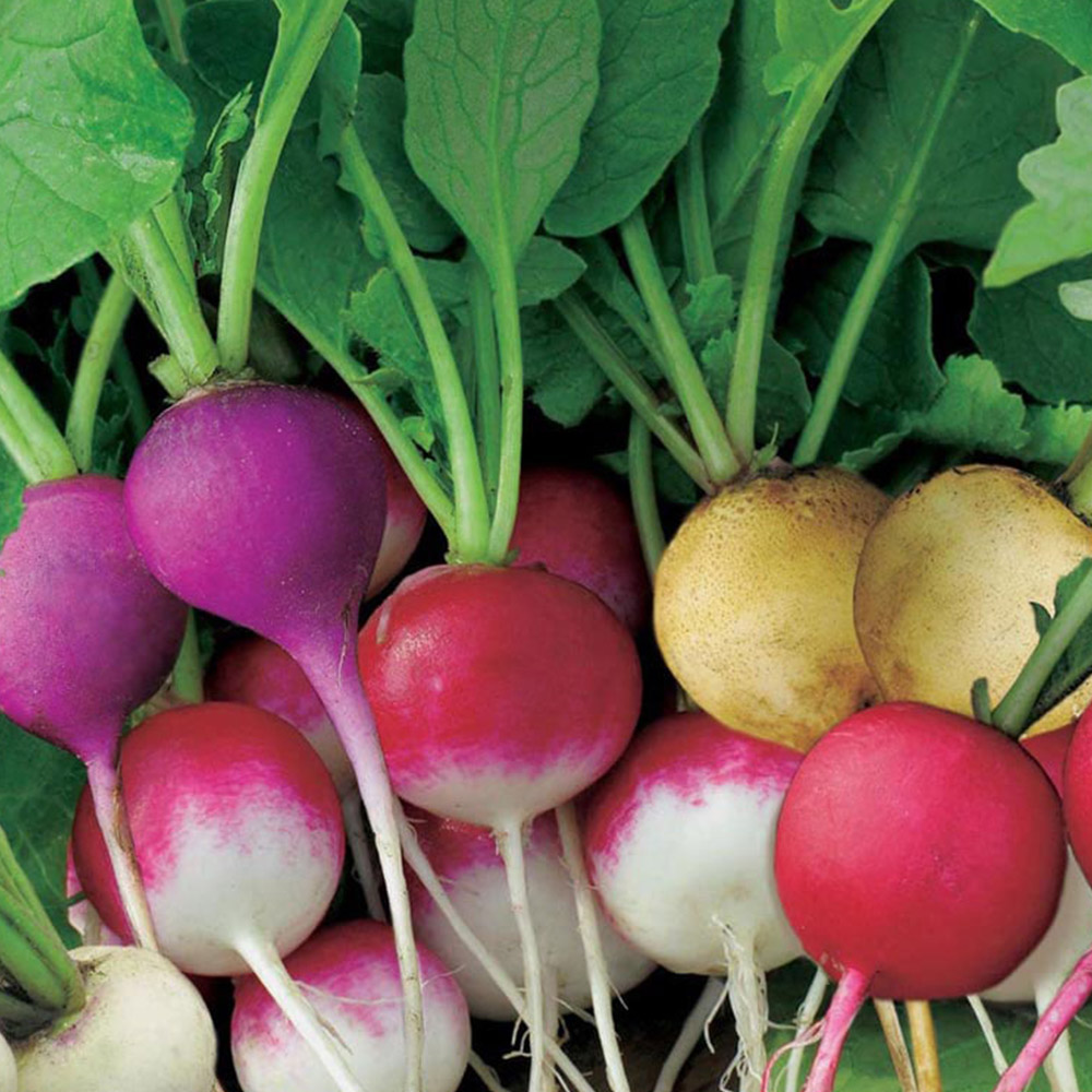 Wilko Radish Bright Lights Seeds Image 2