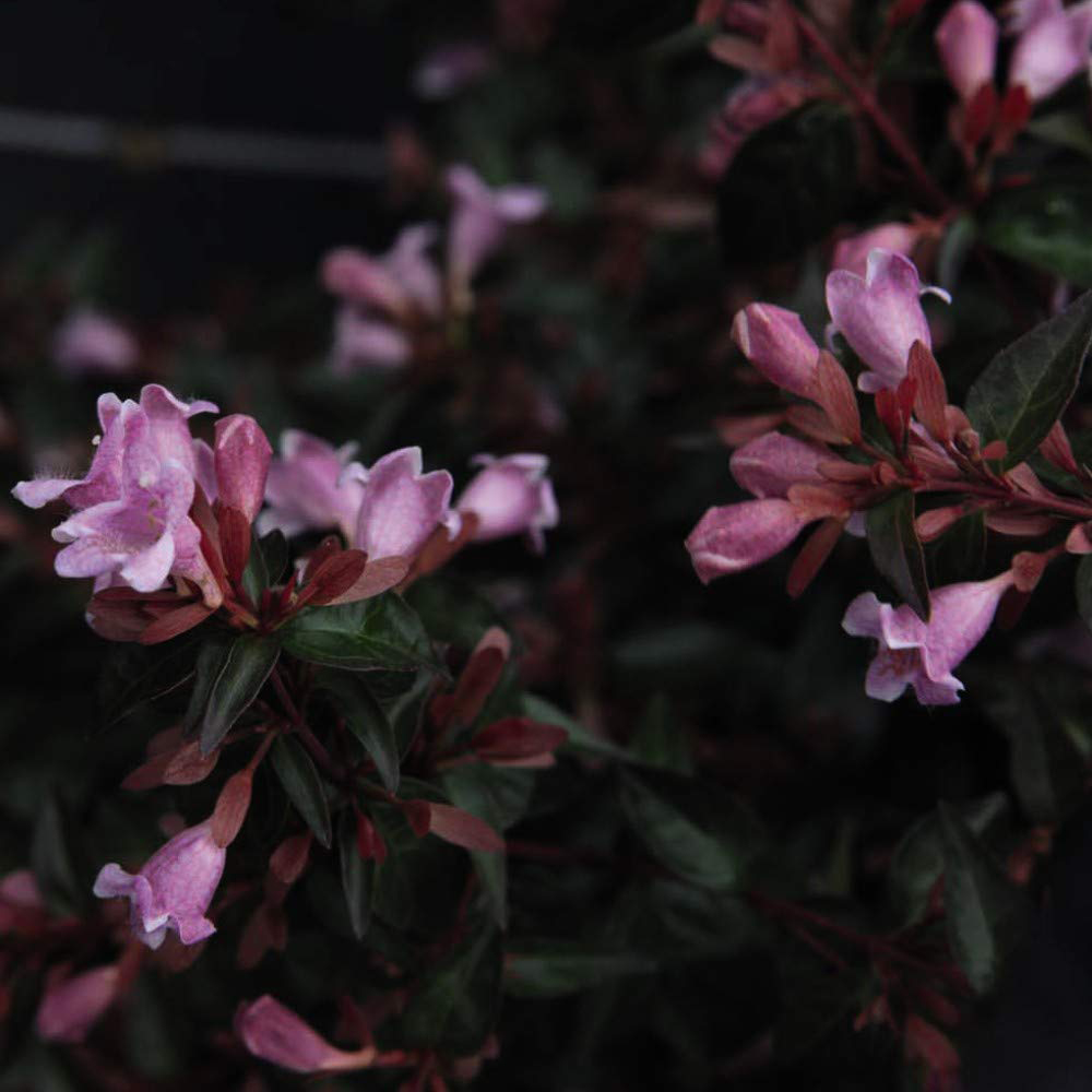 Thompson and Morgan Abelia Edward Goucher Plant Pot 3.6L 2 Pack Image