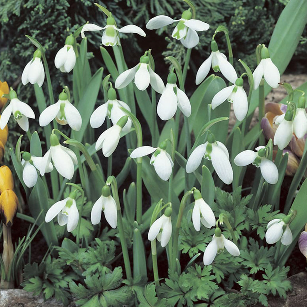 Wilko Autumn Bulbs Galanthus Snowdrops 30pk Wilko