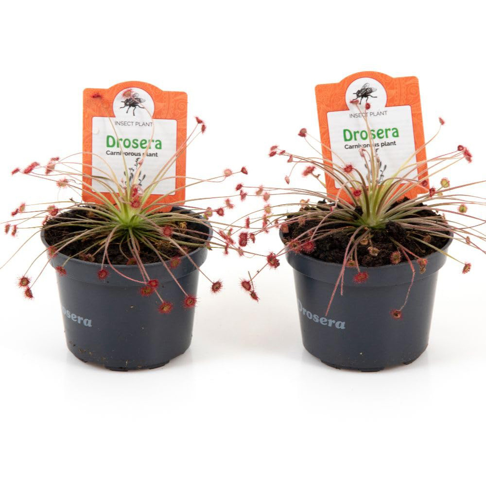 Thompson and Morgan Drosera Paradoxa Plant Pot 9cm 2 Pack Image 2