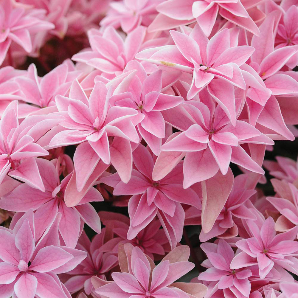 Thompson and Morgan Hydrangea Double Dutch Edam Plant Pot 14cm Image 1