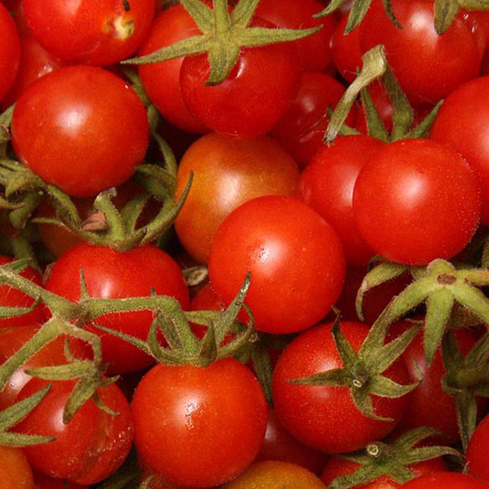 Wilko Cherry Tomato Gardener's Delight Veg Pot Image 2