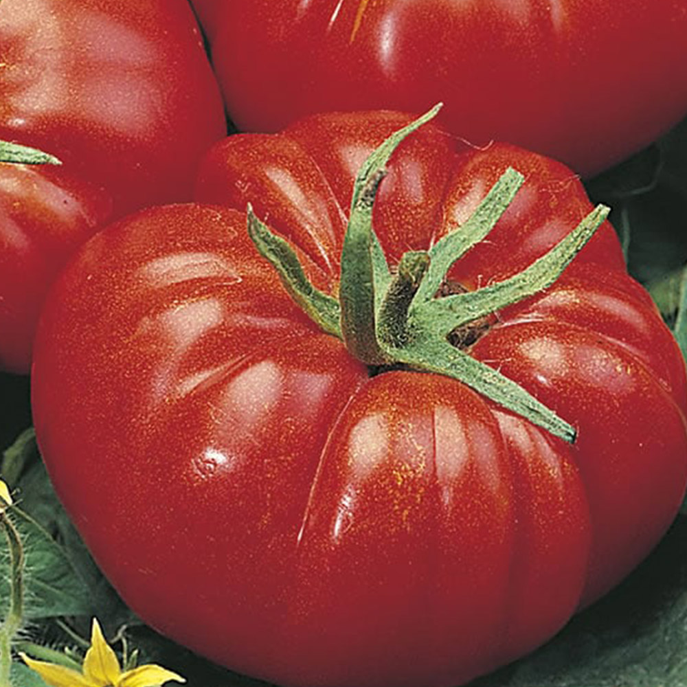 Johnsons Tomato Marmande Seeds Image 2