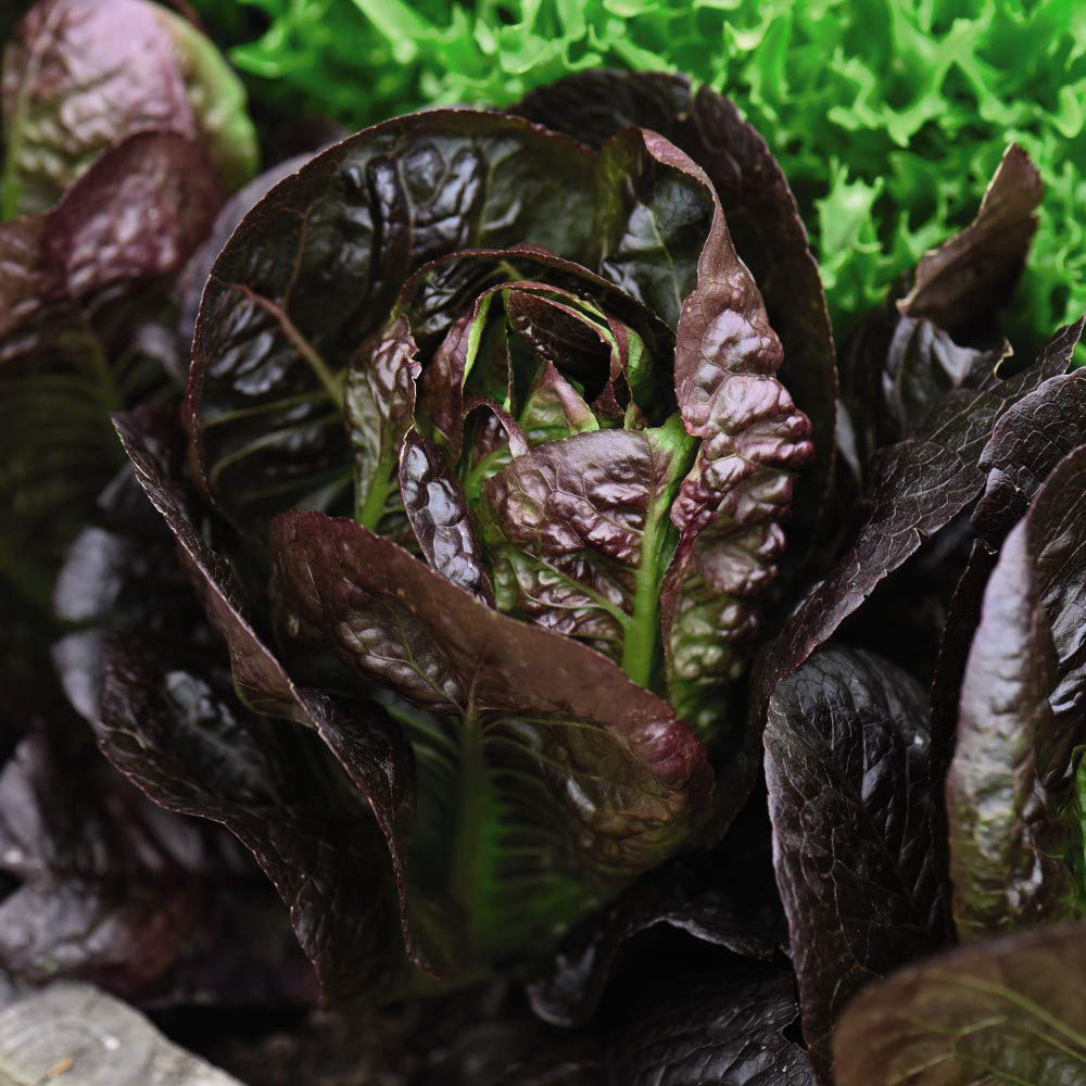 Thompson and Morgan Lettuce Moonred Seeds Image