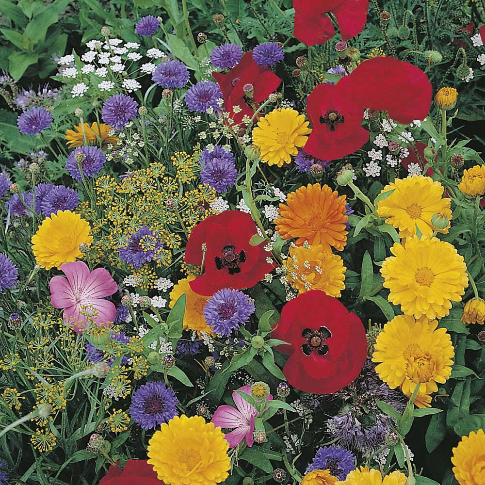 Johnsons Wildlife Friendly Annuals Mix Seeds Image 1