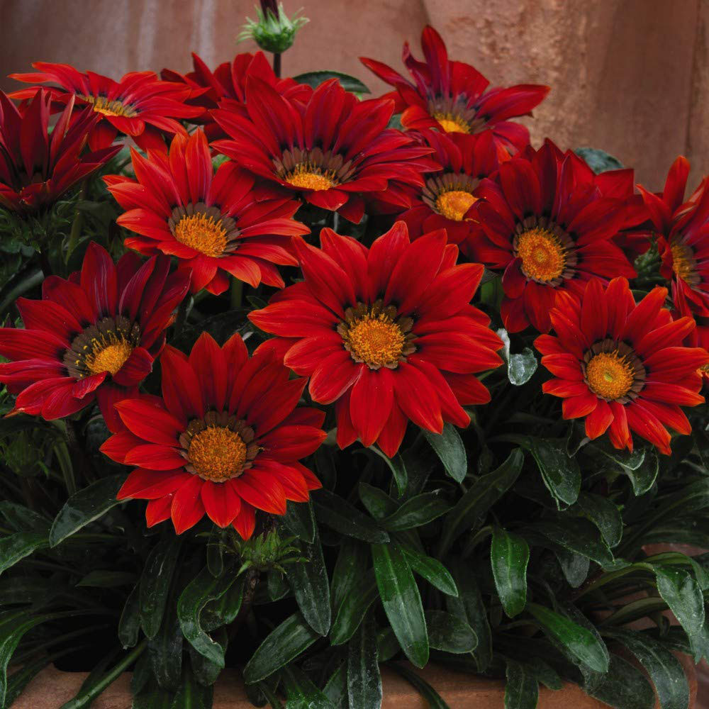 Thompson and Morgan Gazania Daybreak Red Shades Garden Ready Plant 30 Pack Image 4
