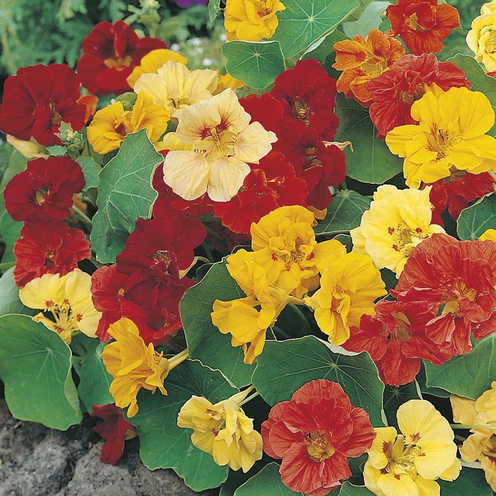 Johnsons Nasturtium Jewel Mix Flower Seeds Image 1