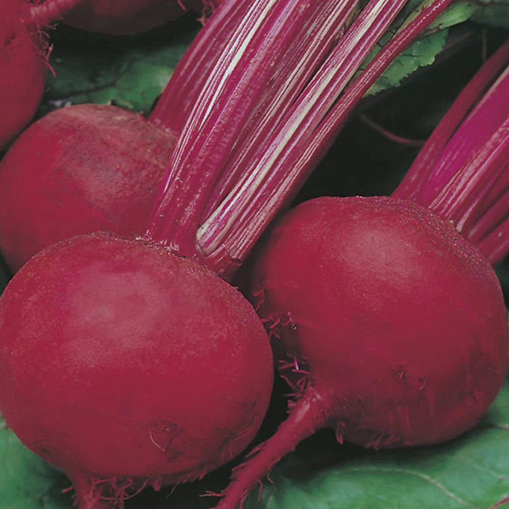 Wilko Beetroot Detroit Seeds Image 2