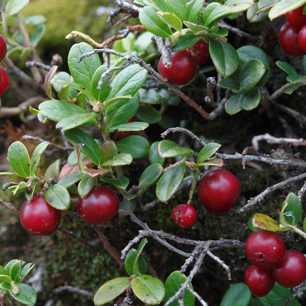 Thompson and Morgan Cranberry Vaccinium Macro Pilgrim Potted Plant 9cm 2 Pack Image 4