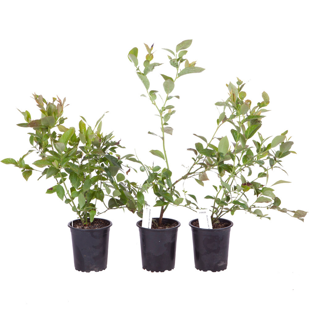 wilko Blueberry Collection Plant Pot 9cm 3 Pack Image 3