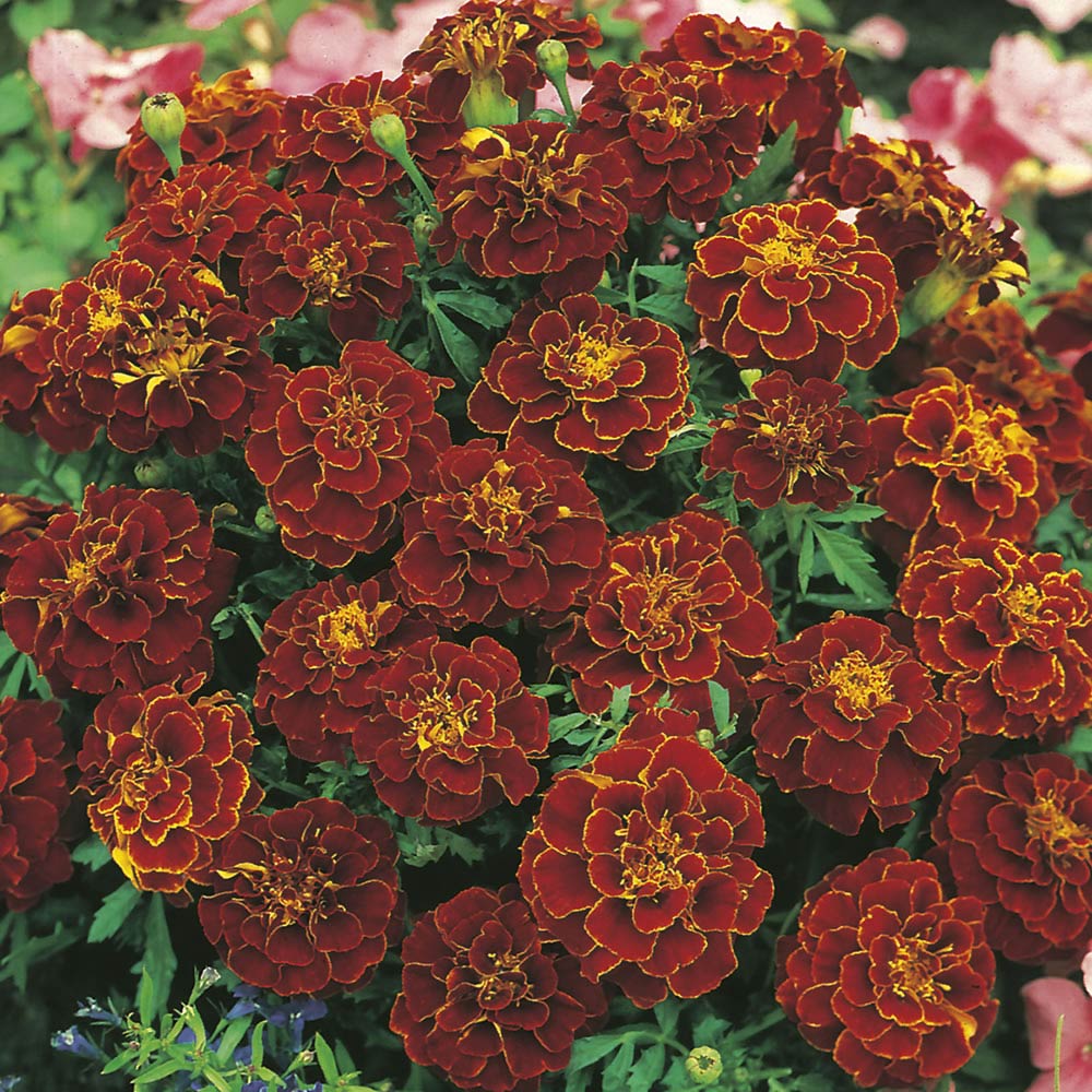 Wilko Marigold French Red Cherry Seeds Image 1