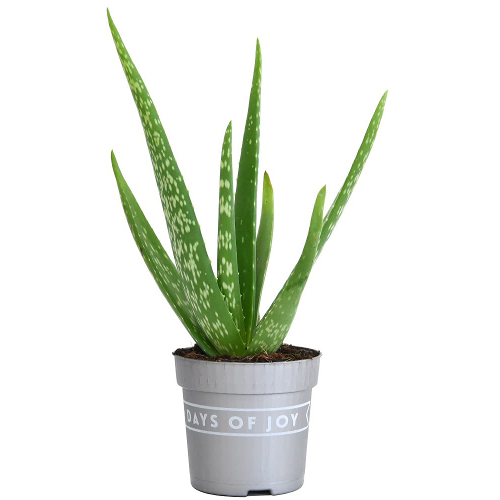 Thompson & Morgan Aloe Vera Potted Plant Image 7