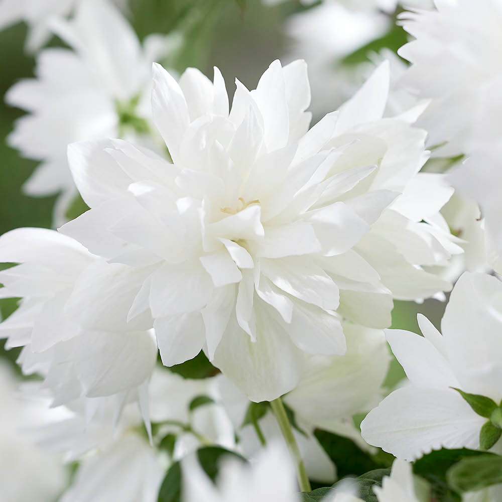 YouGarden Philadelphus Pearls of Perfume Plant Pot 9cm 3 Pack Image 2
