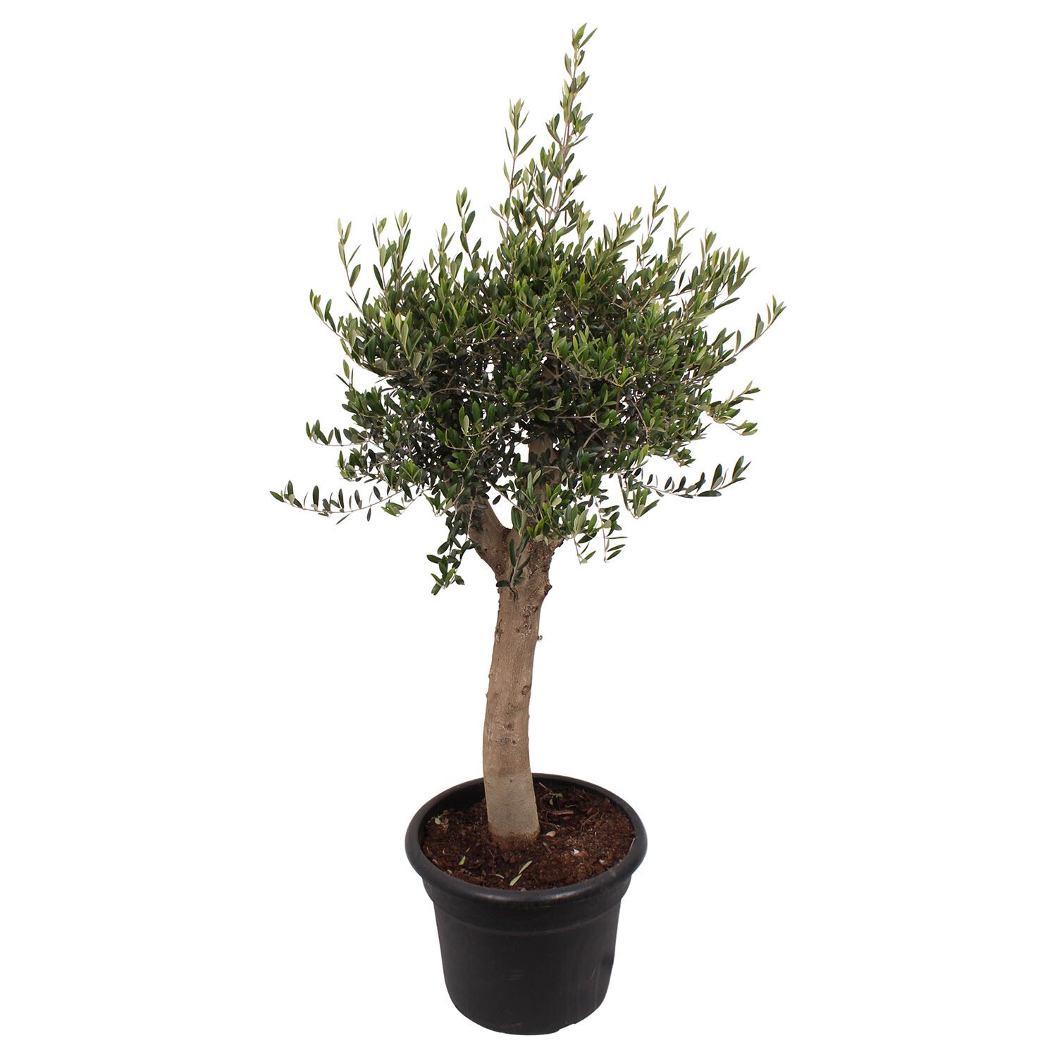 Mediterranean Olive Tree - Green Image 1