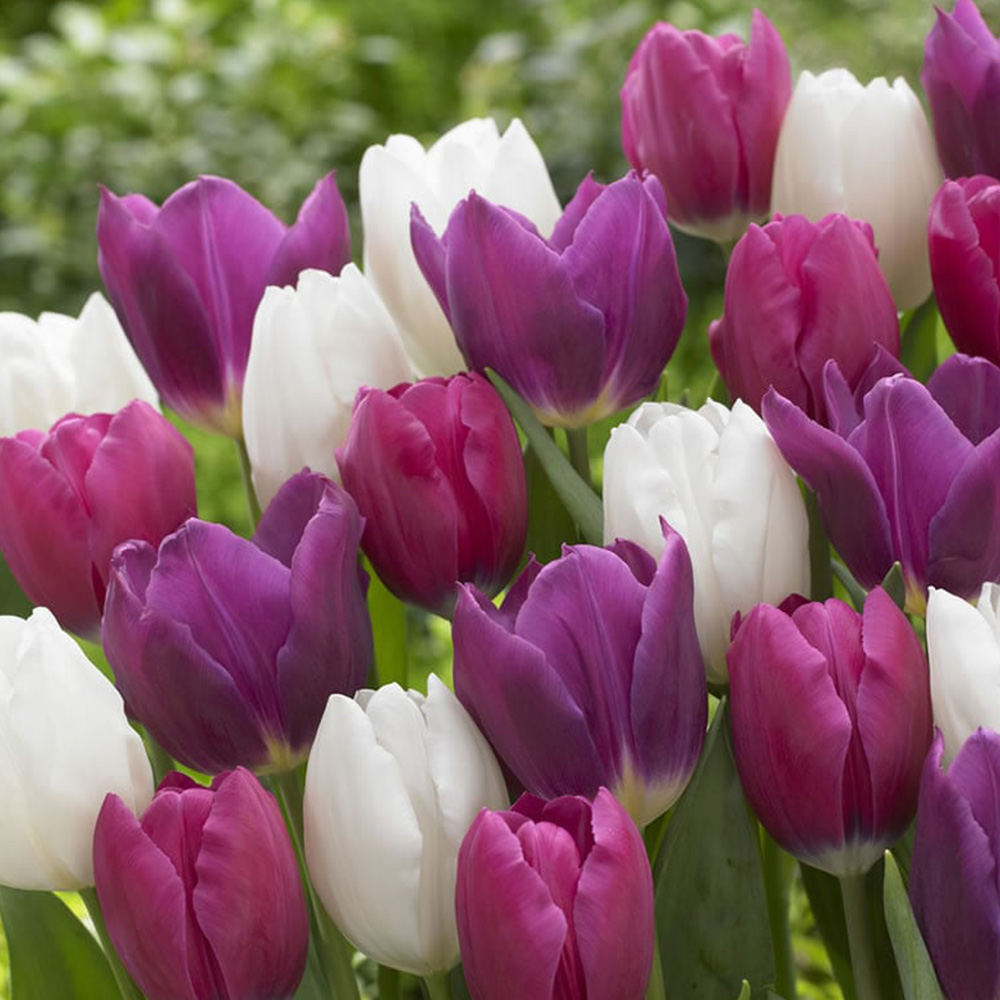 Wilko Autumn Bulbs Tulips Mix White/Purple 1kg Image 1