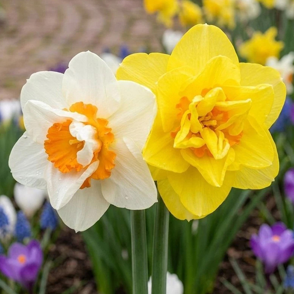Thompson and Morgan Daffodil Double Classic Mixed Planting Bulb 8 Pack Image 1