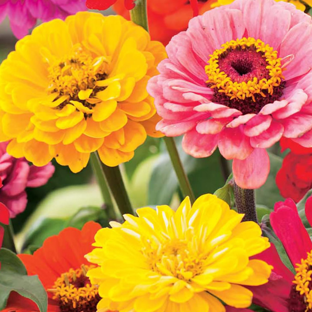 Wilko Zinnia Early Wonder Mix Seeds Image 2