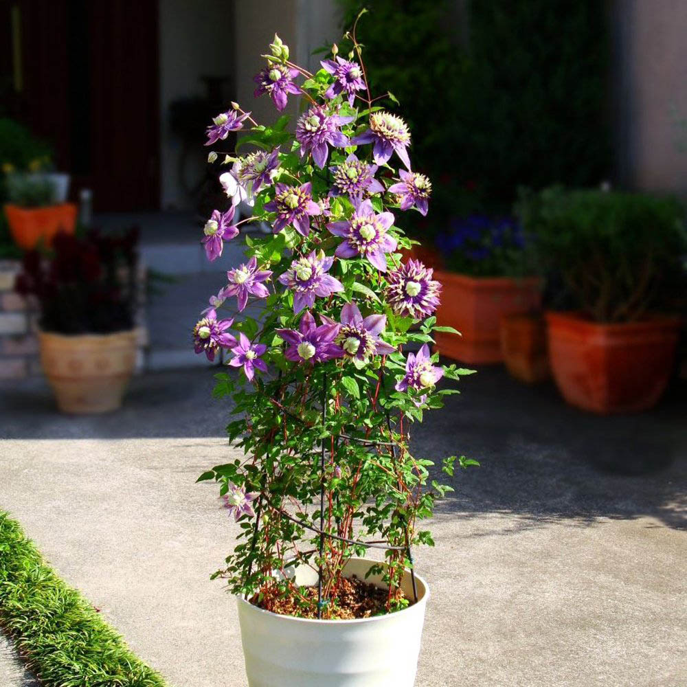 Thompson and Morgan Clematis Florida Taiga Plant Pot 11cm 3 Pack Image 3