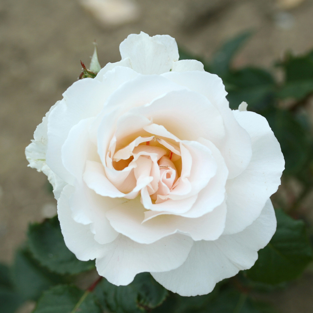 YouGarden Margaret Merrill Rose Image 1