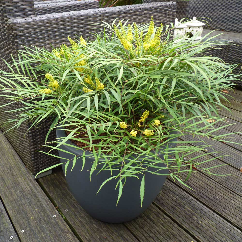 Wilko Mahonia Soft Caress Plant 19cm Pot Image 3