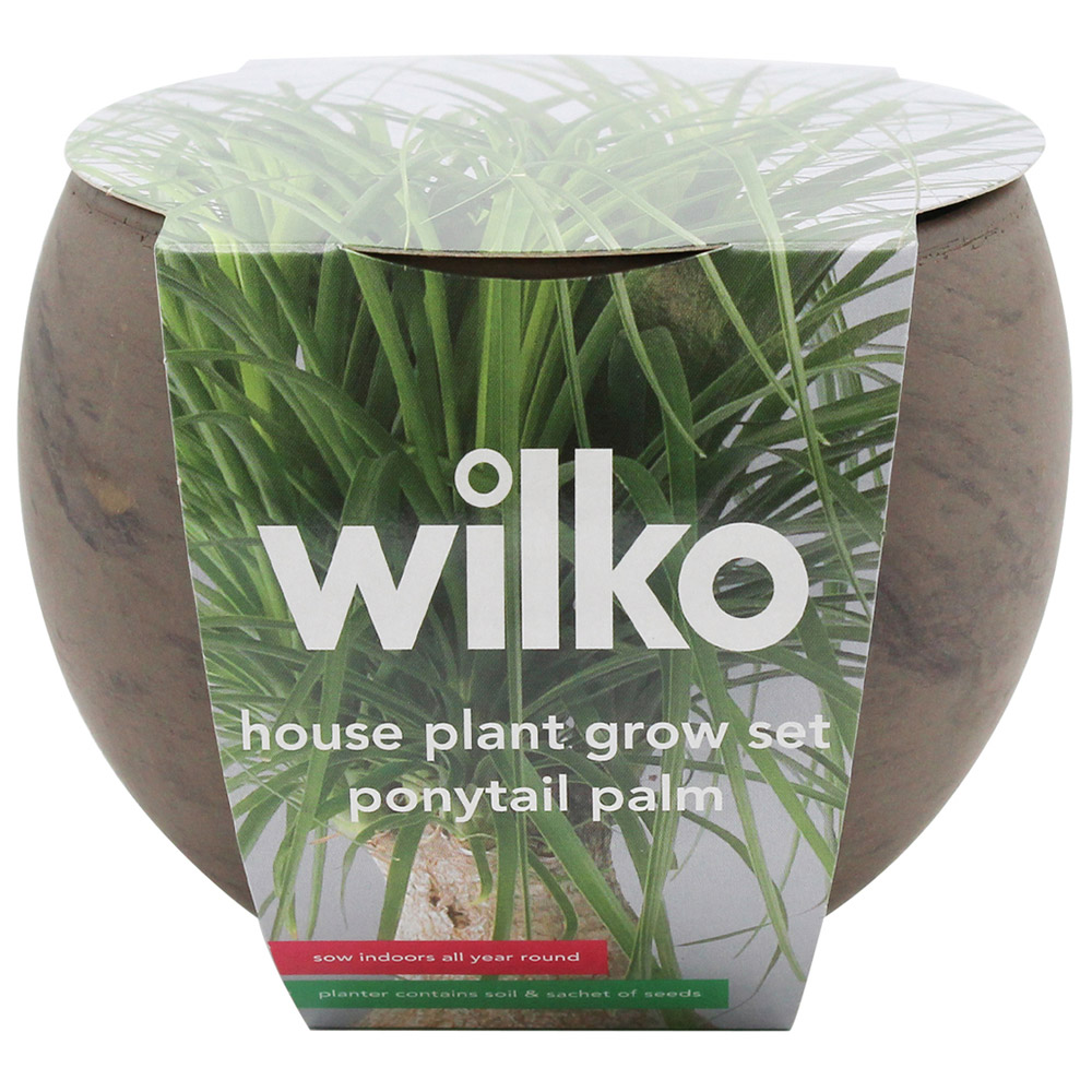 Wilko Ponytail Palm House Plant Grow Kit Image 3