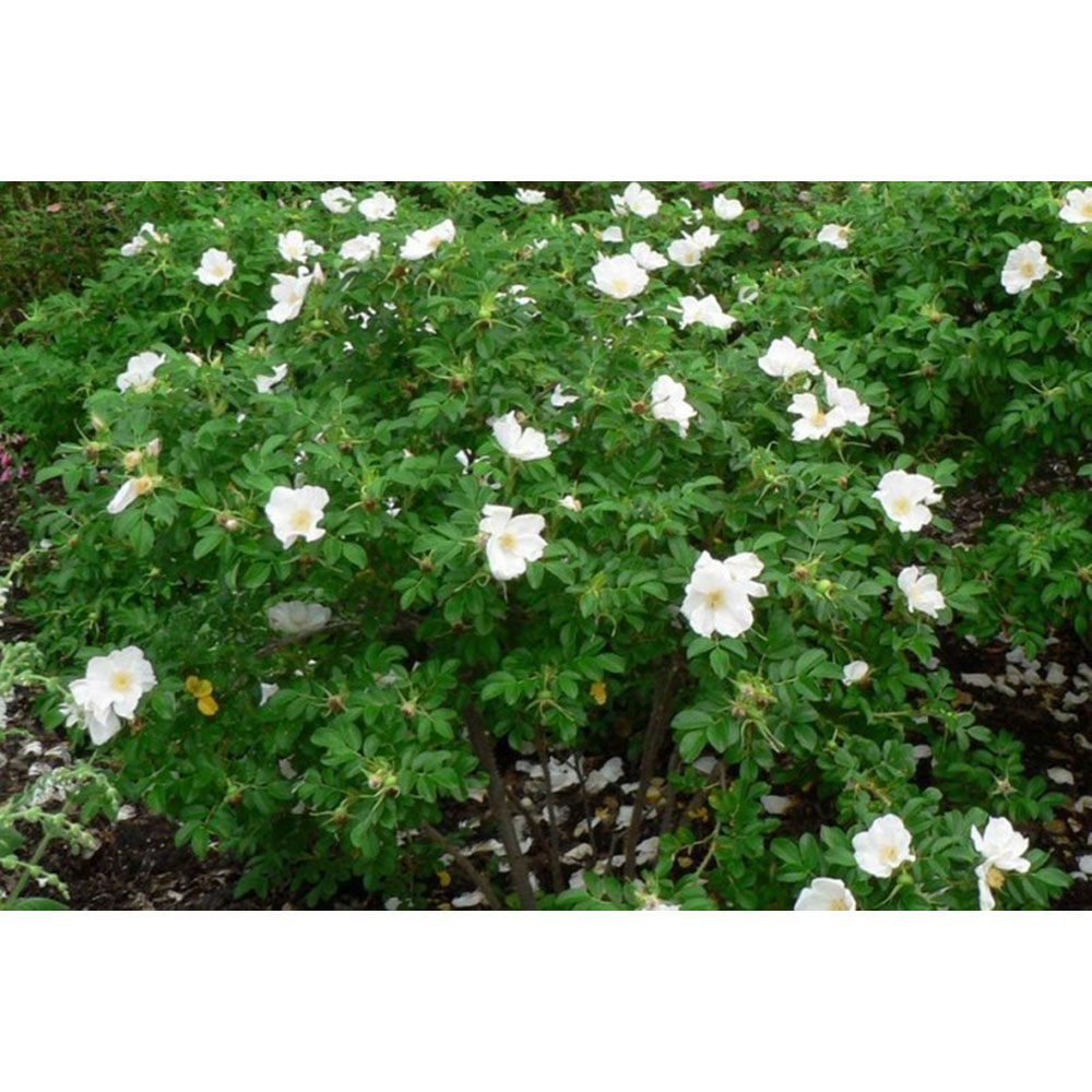 Inspirational Gifting White Hedging Rose Bare Root Hedge Plant Saplings 1-2ft 10 Pack Image 4