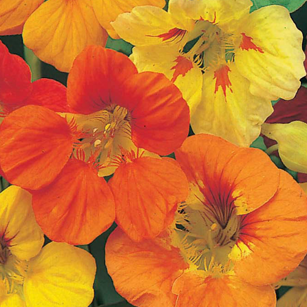 Wilko Nasturtium Tip Top Mix Seeds Image 2