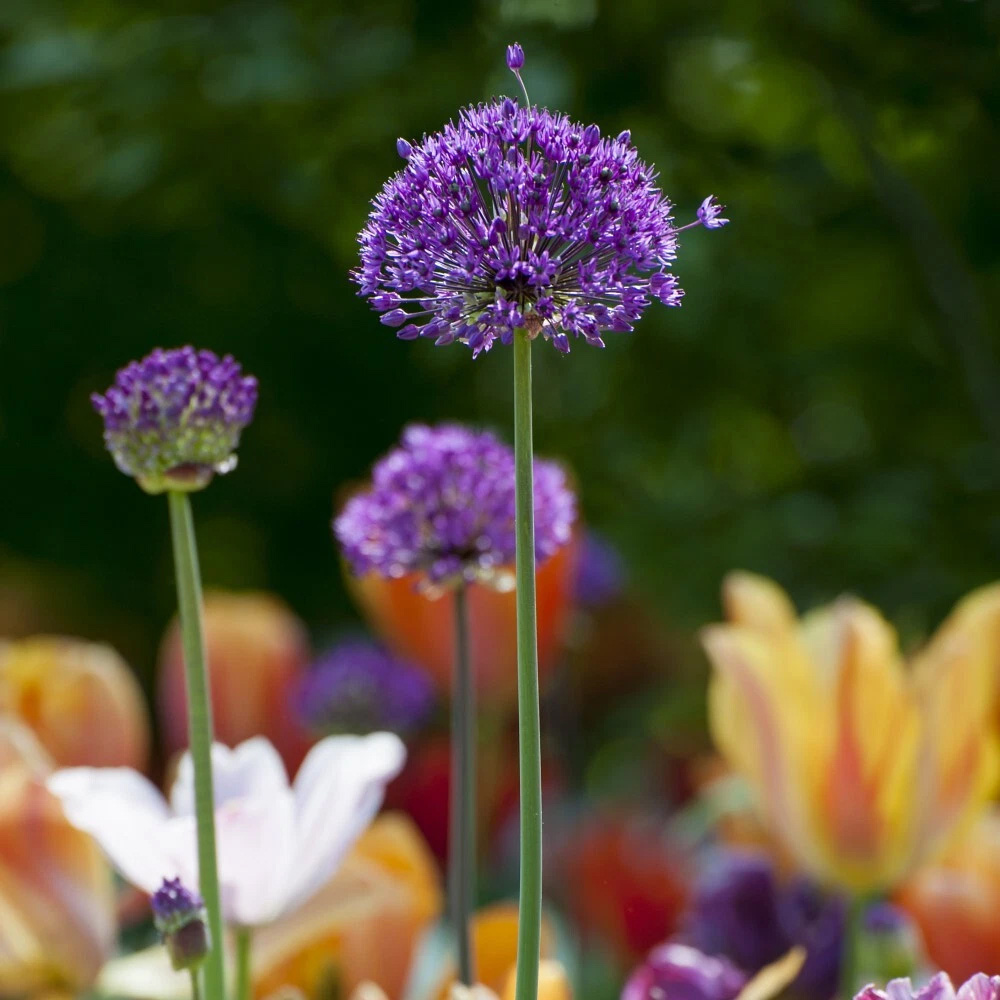 Thompson and Morgan Allium Purple Sensation Planting Bulb 16 Pack Image 6