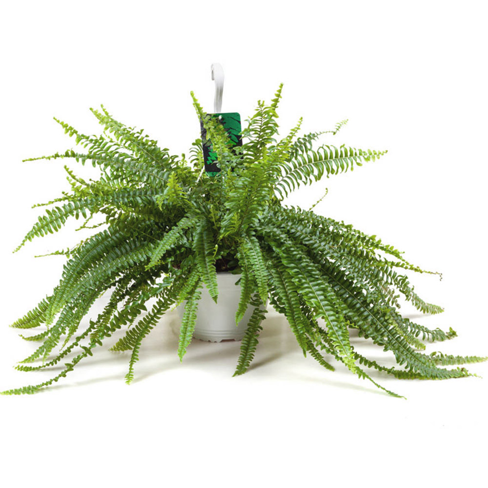 Wilko Nephrolepis Sonata Boston Fern Image 2