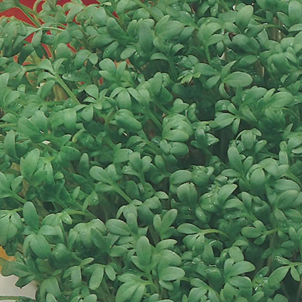 Johnsons Cress Curled Seeds Image 2