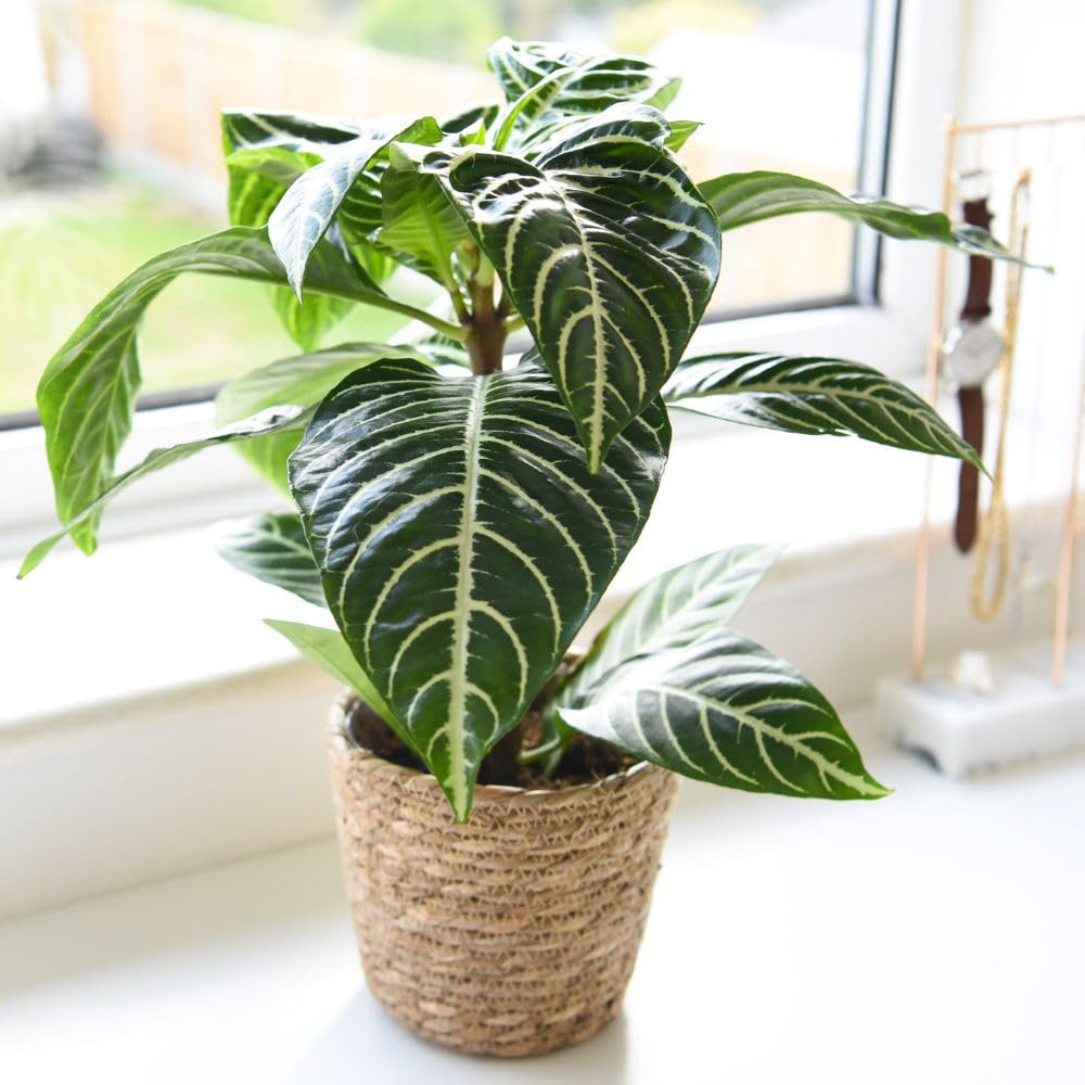 Thompson and Morgan Aphelandra Squarrosa Plant Pot 13cm 2 Pack Image 1