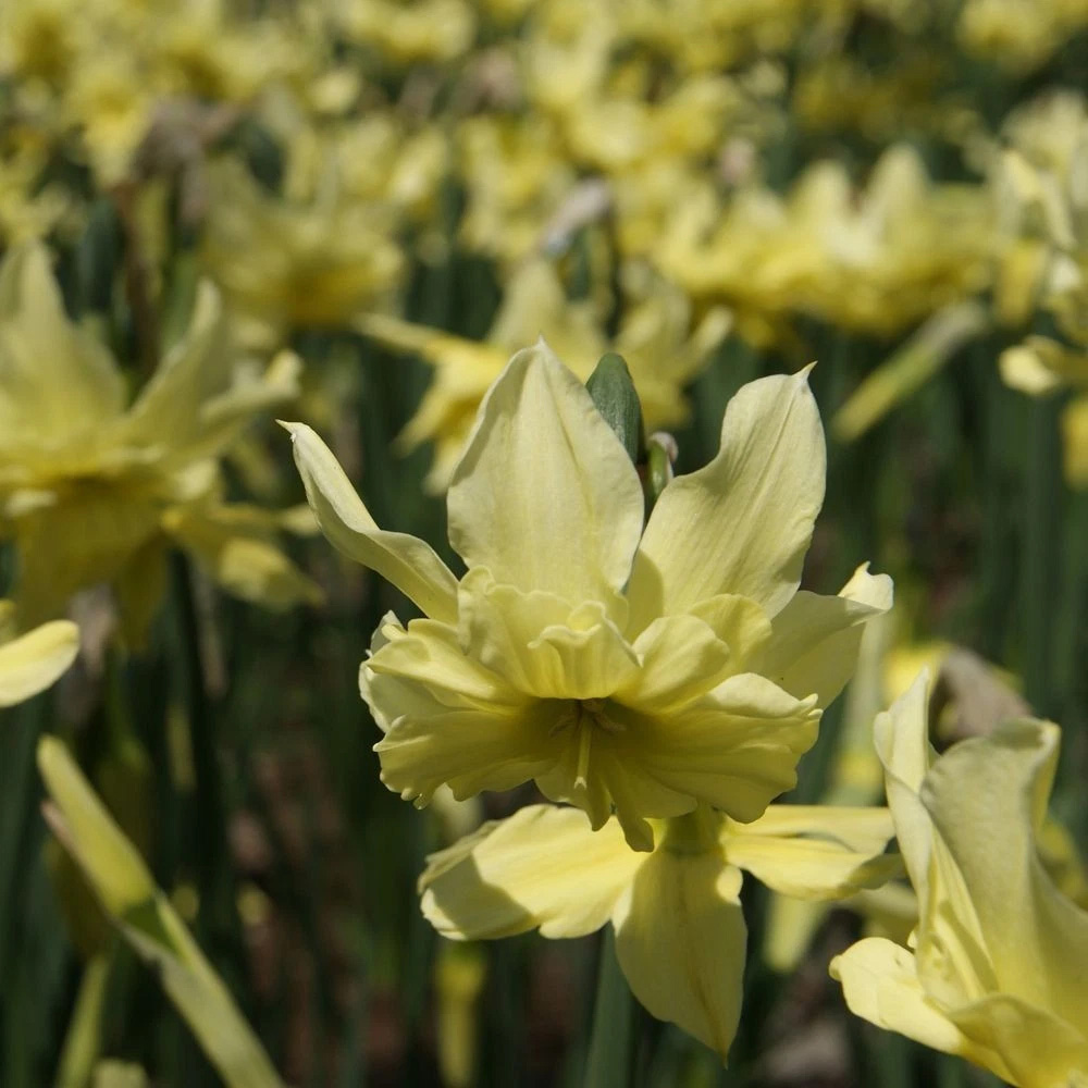 Thompson and Morgan Narcissus Exotic Mystery Lime Yellow Planting Bulb 10 Pack Image 5